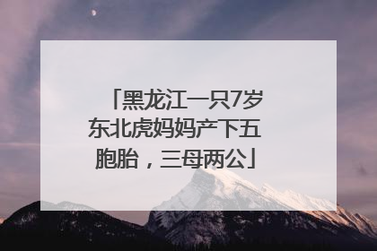 黑龙江一只7岁东北虎妈妈产下五胞胎，三母两公